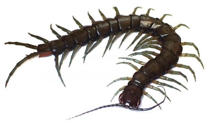 Обман для '"приезжих'' и ''отдыхающих''