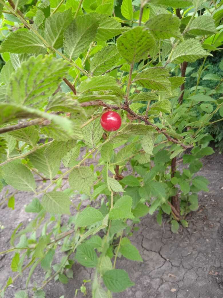 Войлочная вишня - вкусная декоративная экзотика моего сада