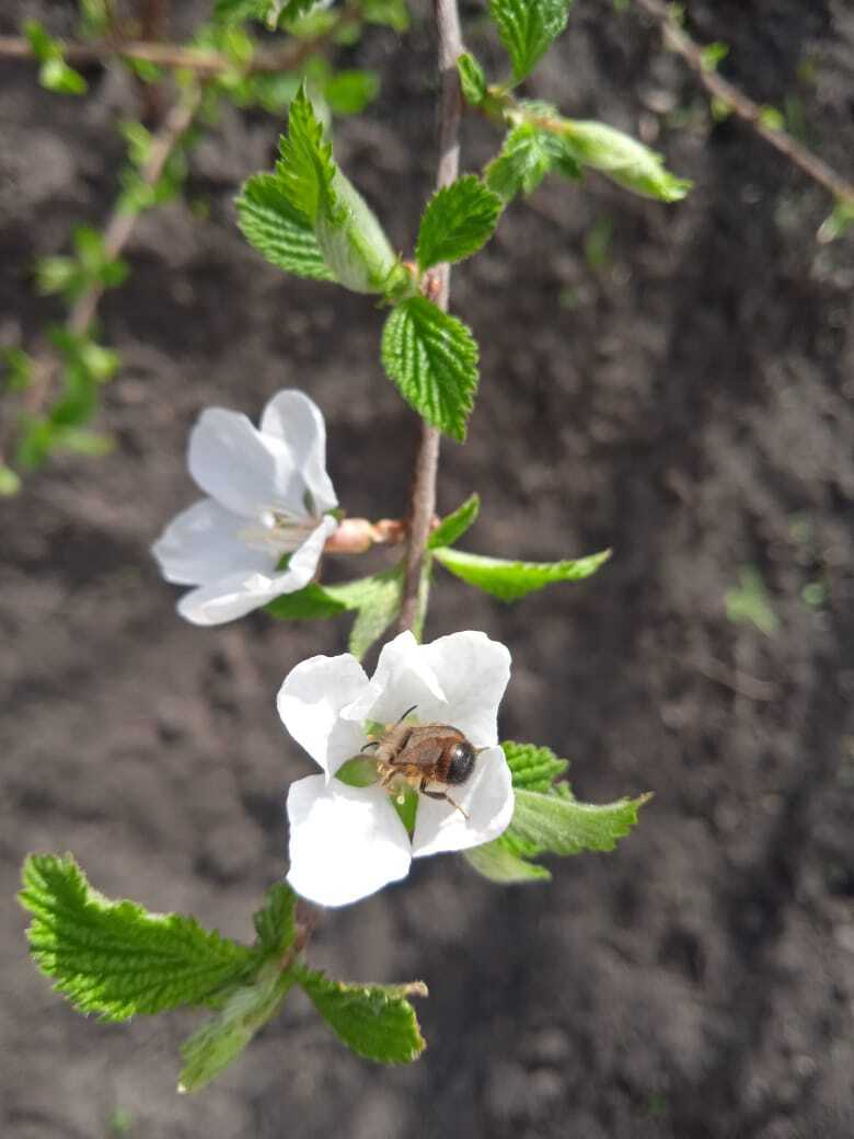 Войлочная вишня - вкусная декоративная экзотика моего сада