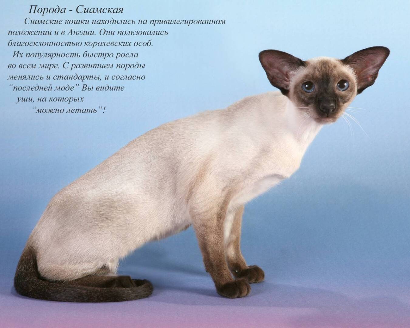 Сколько в мире существует порд кошек...А вы знаете...