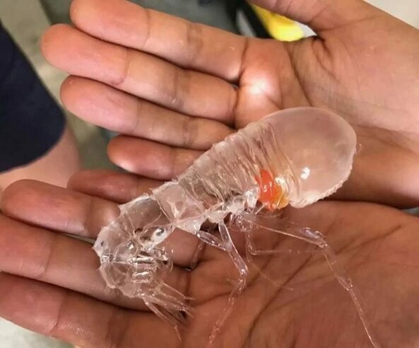 Удивительные и необычные факты и явления в природе.