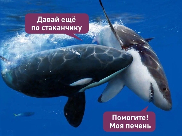 Чем самый страшный хищник морей любит поживиться у белых акул.