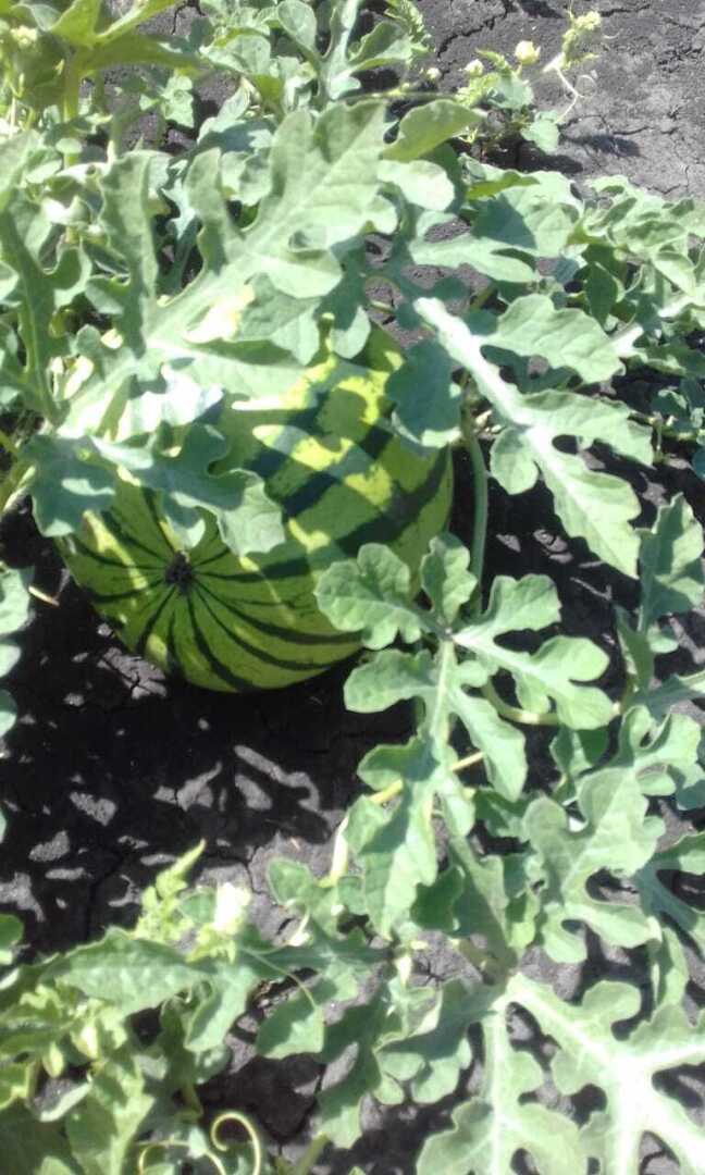 Арбуз- вкусное и полезное летнее лакомство