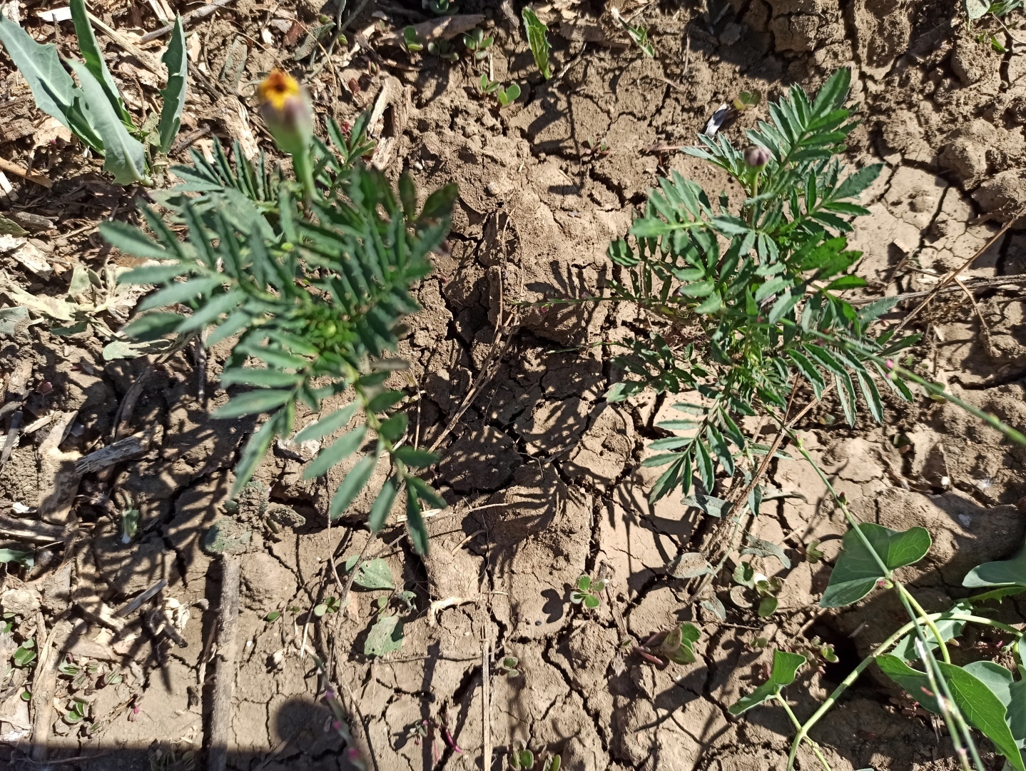 Как мы приручаем землю в Крыму