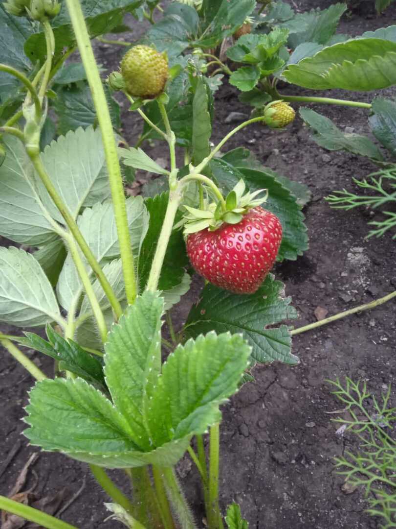 Клубника Азия - полюбившаяся итальянка на дачном участке