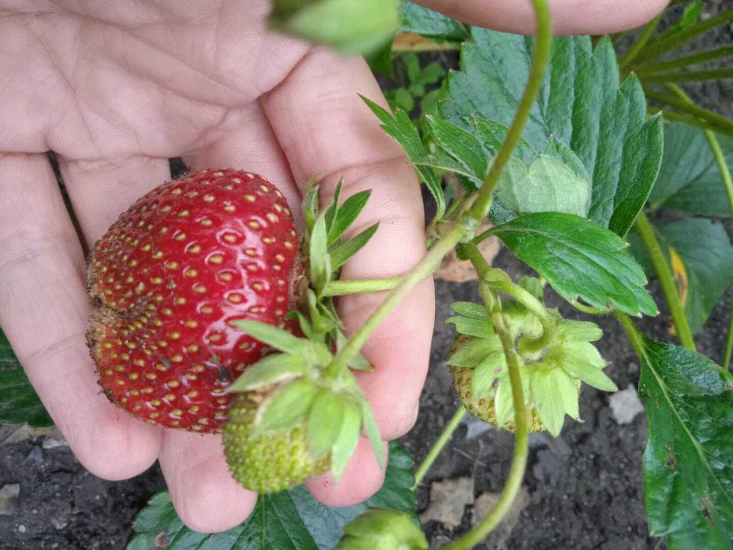 Клубника Азия - полюбившаяся итальянка на дачном участке