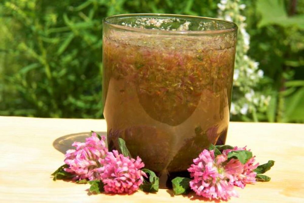 Красный клевер: целебное растение