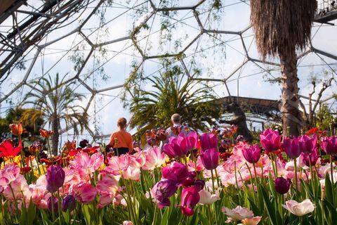 Очаровательные Графства Корнуолл и Девон в Великобритании отличаются живописными участками побережья,мягким климатом,таинственными ...