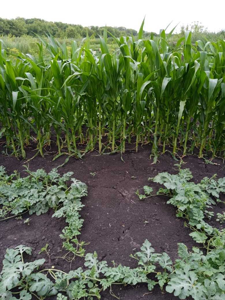 Кукуруза- сахарная "царица" моих грядок