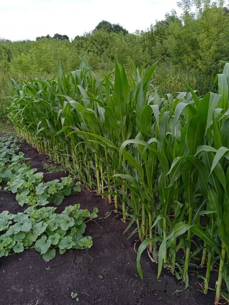 Кукуруза- сахарная "царица" моих грядок
