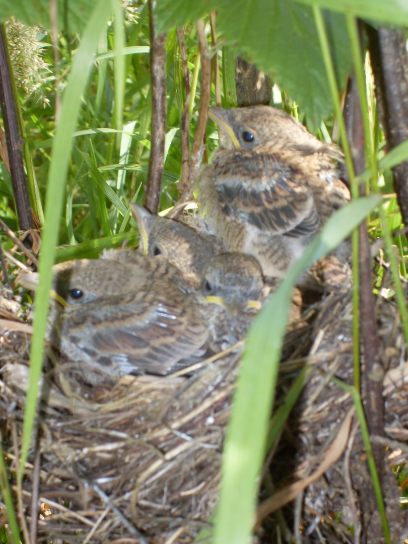Сюрприз в смородине или вопрос о орнитофобии.
