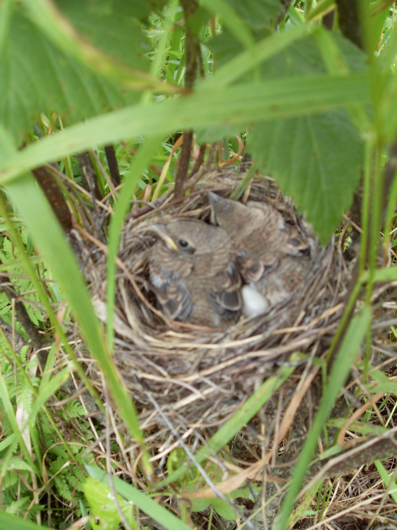 Сюрприз в смородине или вопрос о орнитофобии.