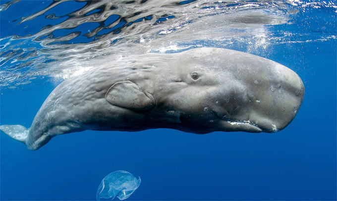 Самое большое животное в мире - Синий кит