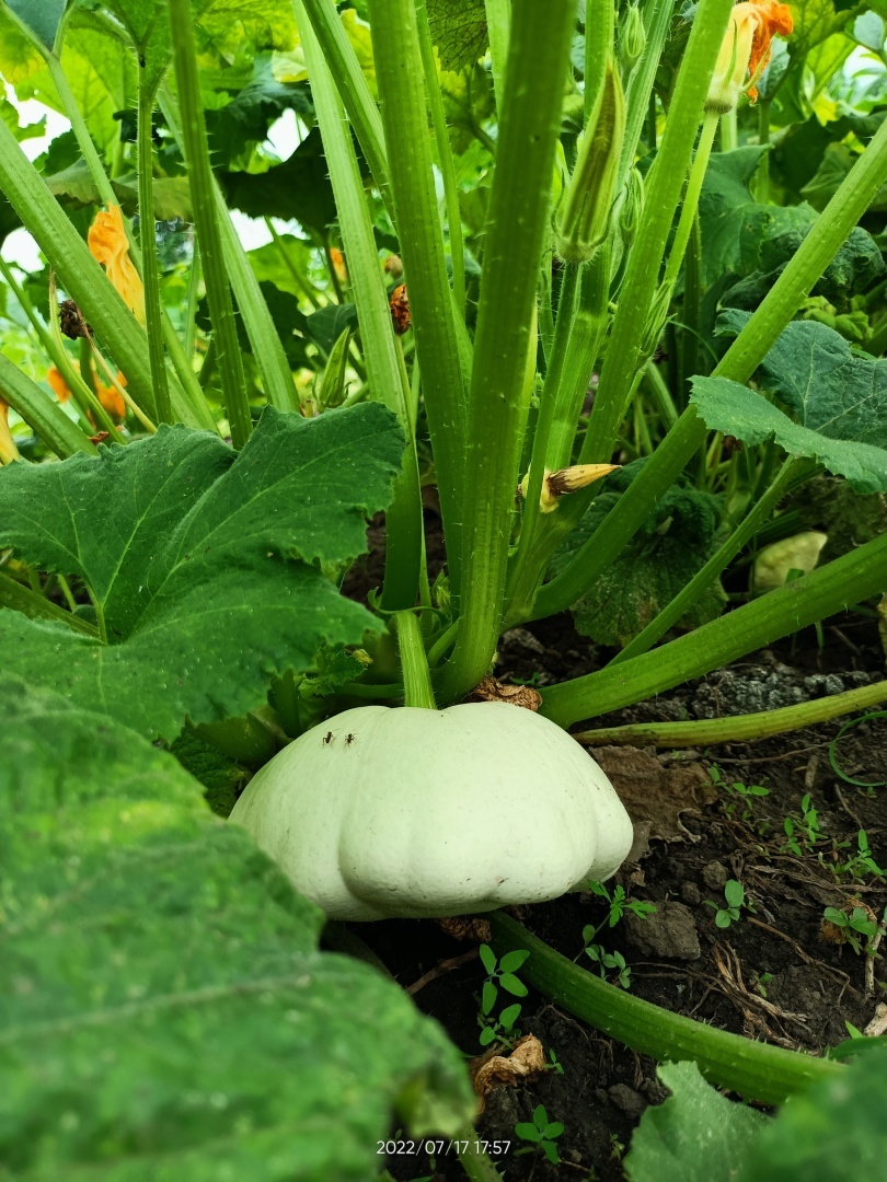 Мой огород, вот что выросло на моём огороде. 2022год