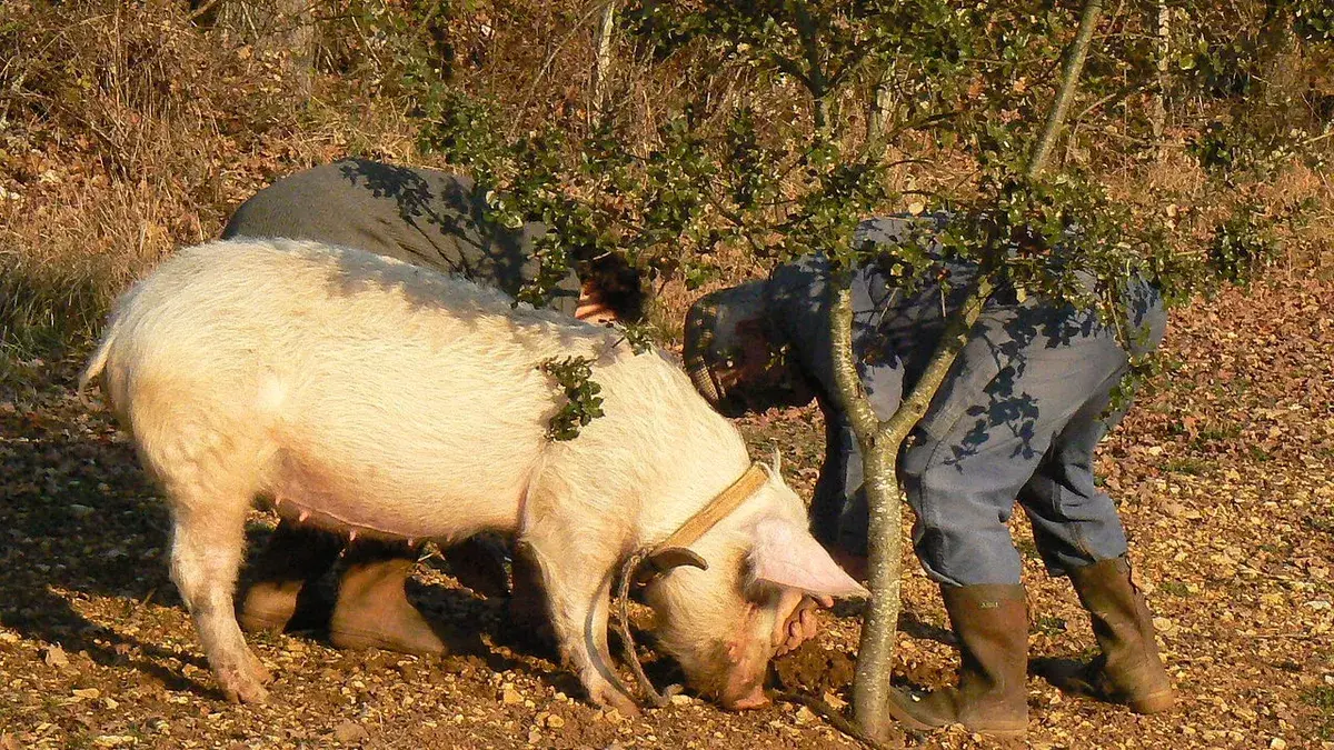 Украинский беженец попал на 1 000 000 евро