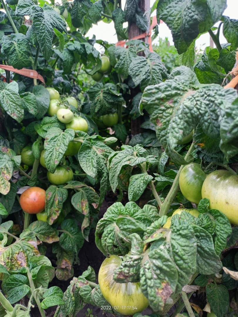 Мой огород, вот что выросло на моём огороде. 2022год