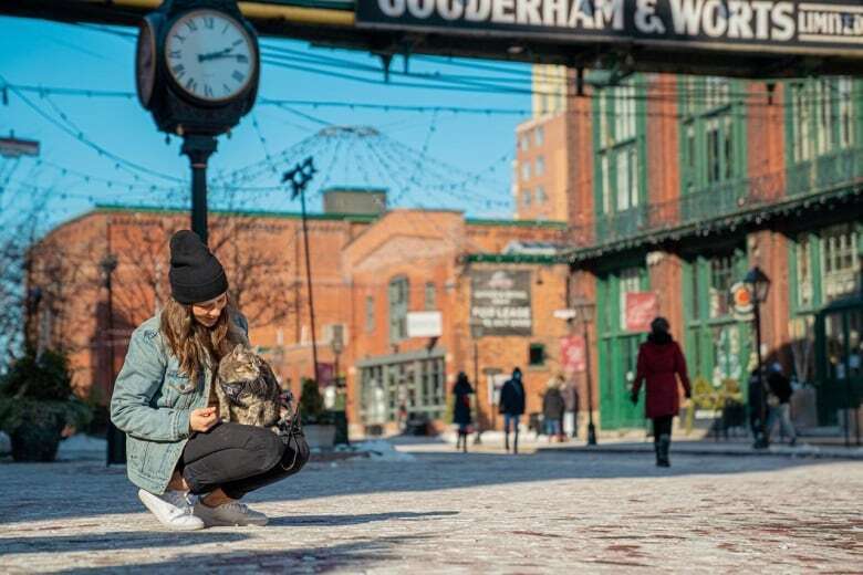 Руководство для начинающих по выгулу вашей кошки