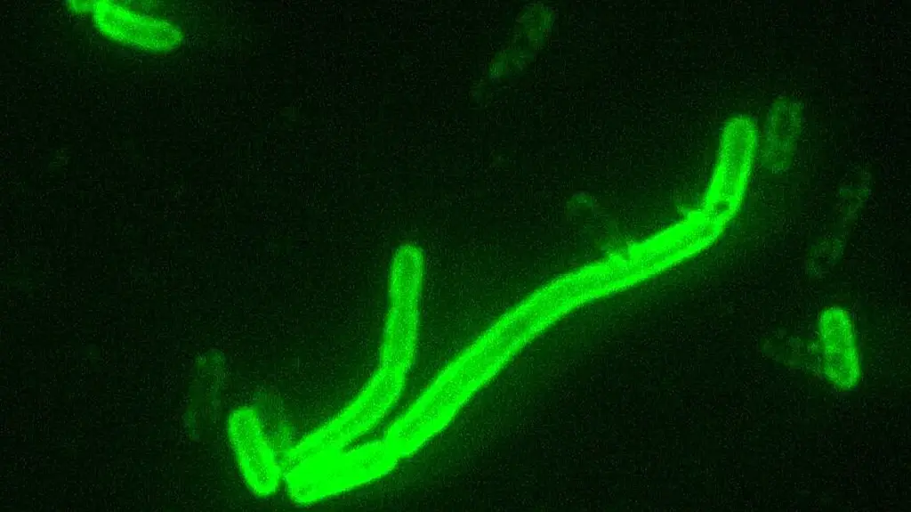 В Китае есть риск вспышки чумы