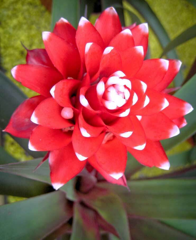 Их красота не знает границ