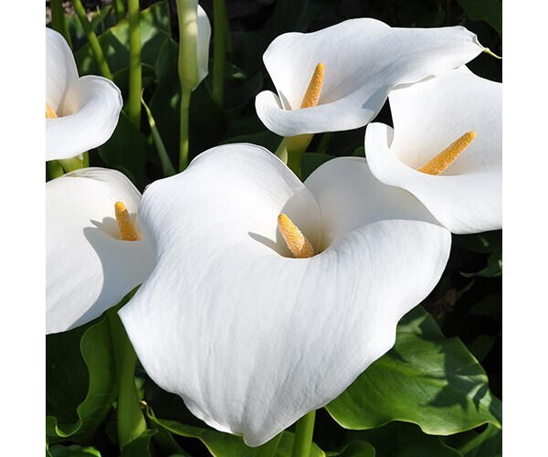 Их красота не знает границ