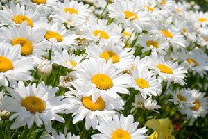 Ромашка от прыщей - домашний рецепт за копейки