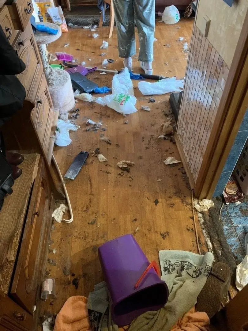 11 кошек и собак из Екатеринбурга около двух недель питались трупами своих хозяев.