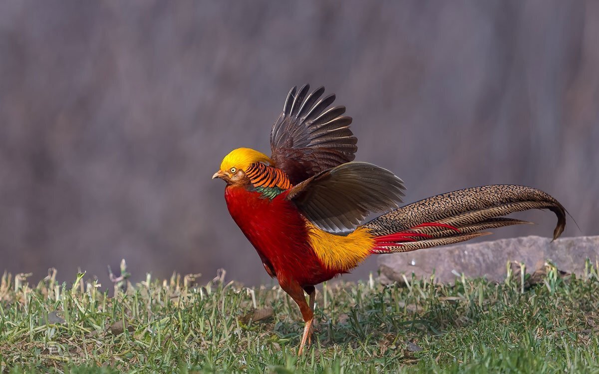 Мир пернатых необыкновенно красив и изящен