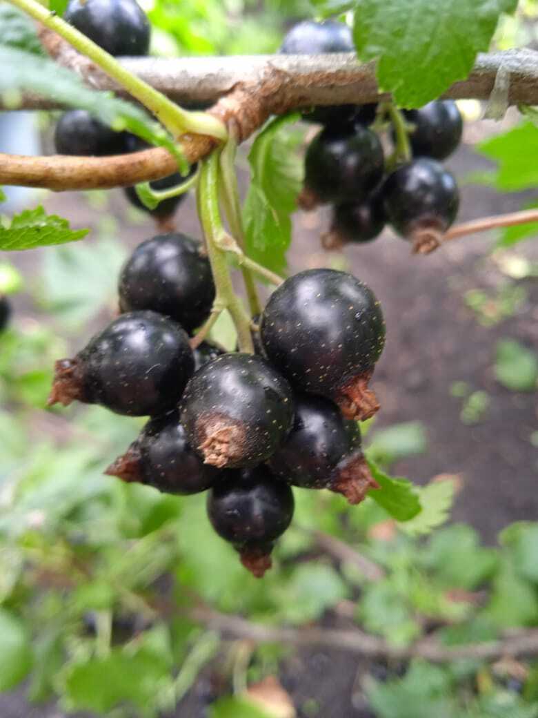 Черная смородина - самая полезная летняя ягода.