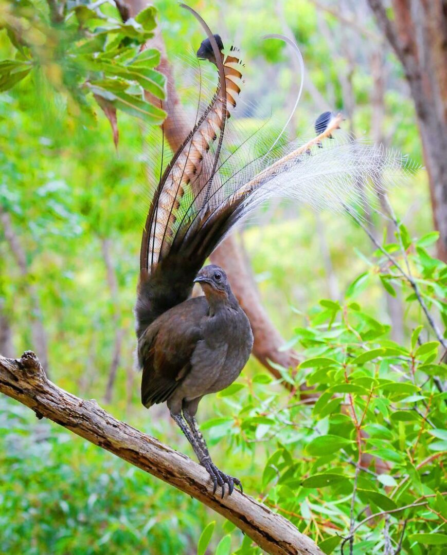 Мир пернатых необыкновенно красив и изящен