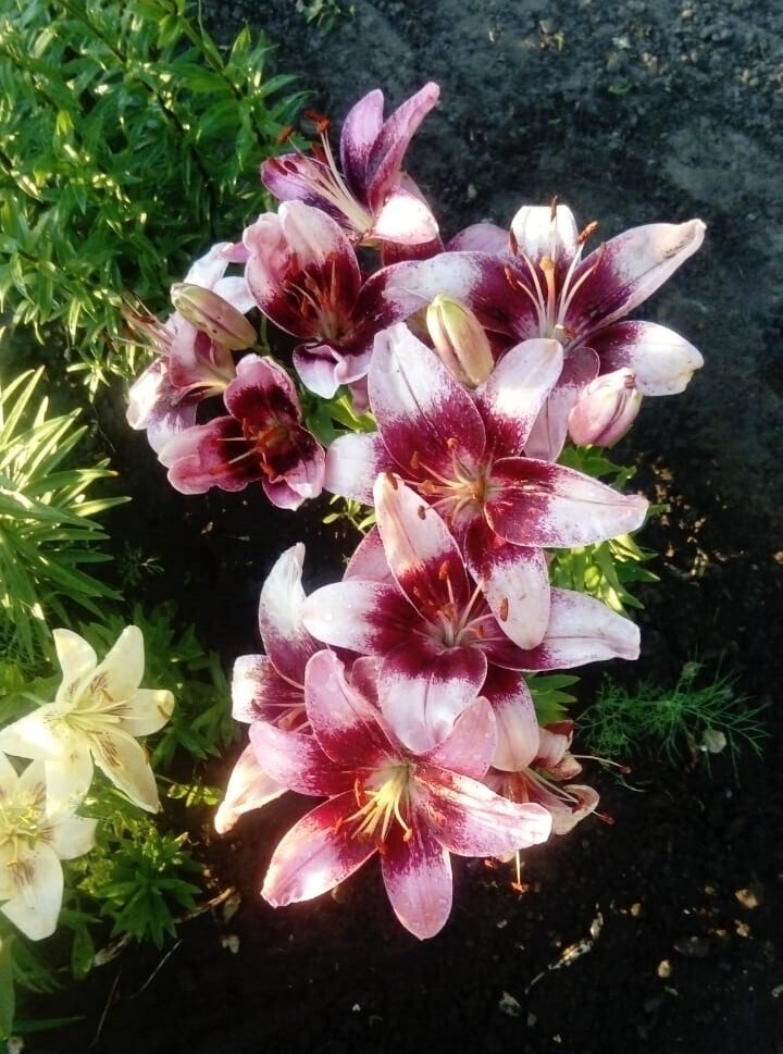 Люблю разводить цветы!