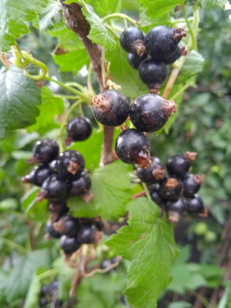 Черная смородина - самая полезная летняя ягода.