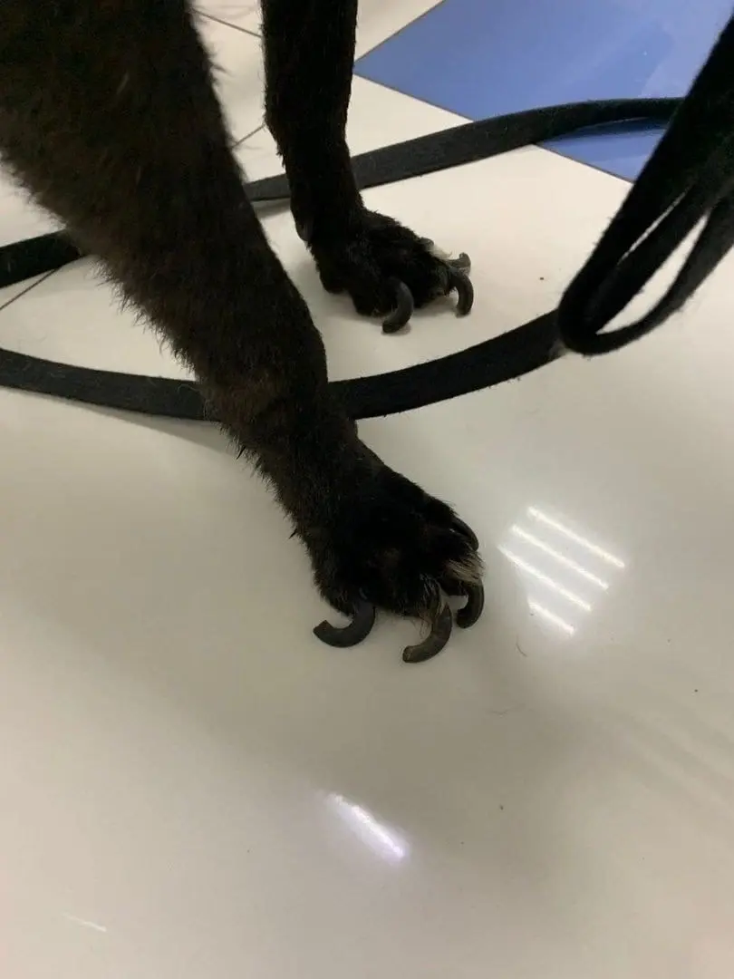 11 кошек и собак из Екатеринбурга около двух недель питались трупами своих хозяев.