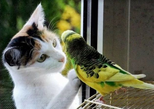 Подборка ТОП 8 прекрасных фотографий, где кошки и попугаи стали забавными друзьями и даже обнимаются