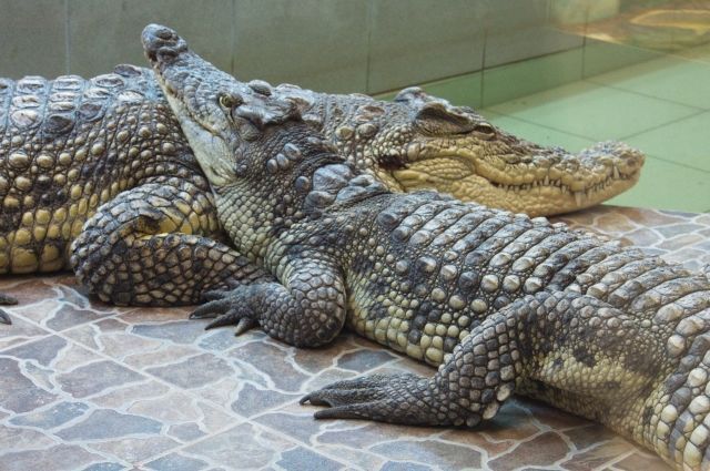 От слона до паука! Есть всё! Ростовскому зоопарку 95 лет. Увлекательное место для отдыха.