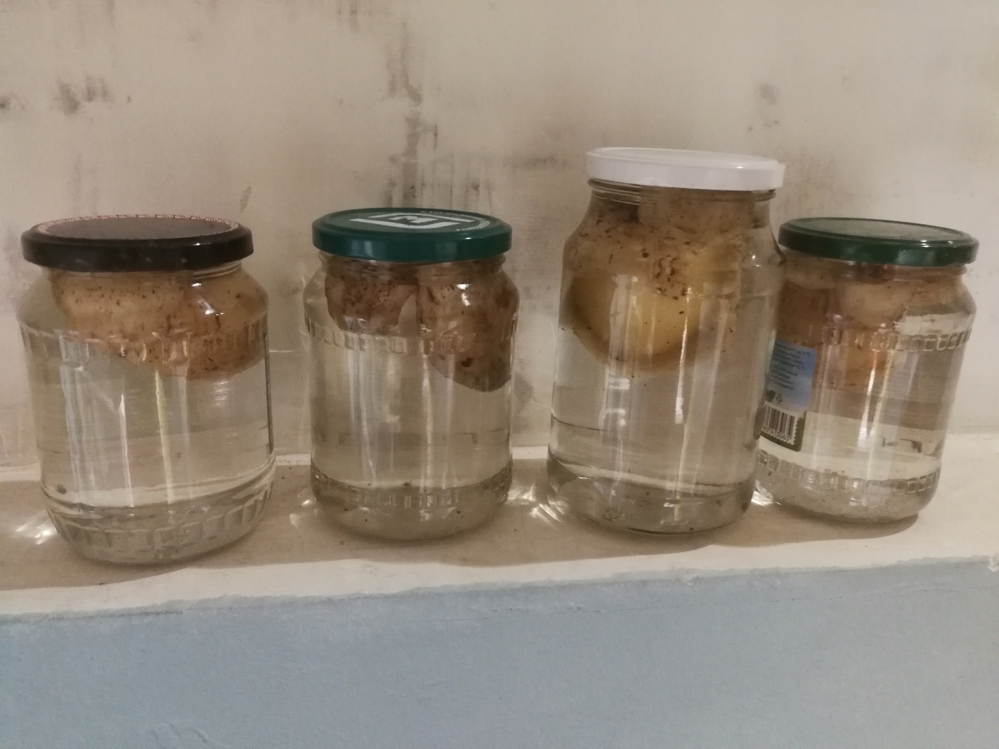 Веселка - это не детский журнал. Это гриб. И интересен он далеко не названием.