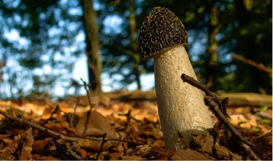 Веселка - это не детский журнал. Это гриб. И интересен он далеко не названием.