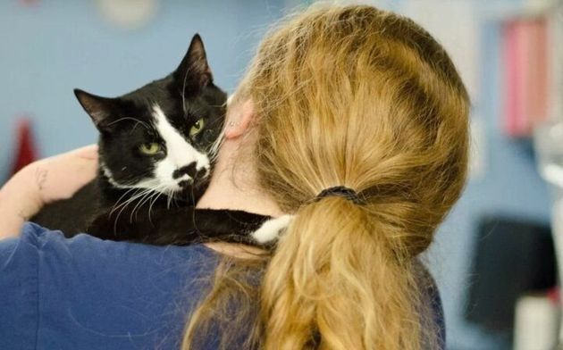 Кошки появляются в нашей жизни неслучайно: 5 причин, почему в нашей жизни есть кошка