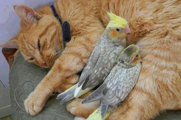 Подборка ТОП 8 прекрасных фотографий, где кошки и попугаи стали забавными друзьями и даже обнимаются