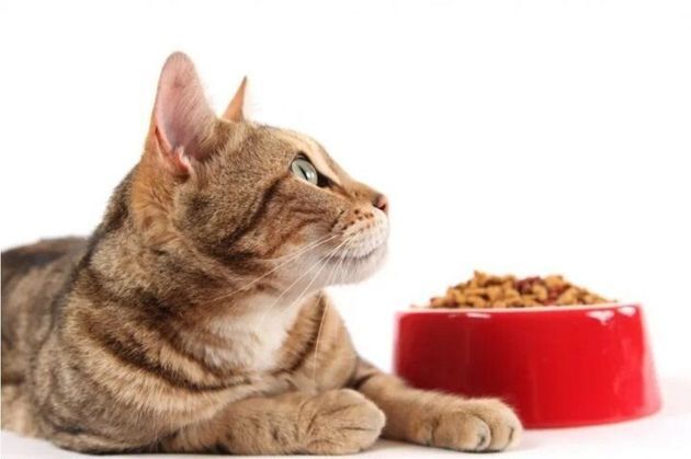 3 причины, почему покупной корм может вызывать у домашних кошек "привыкание"