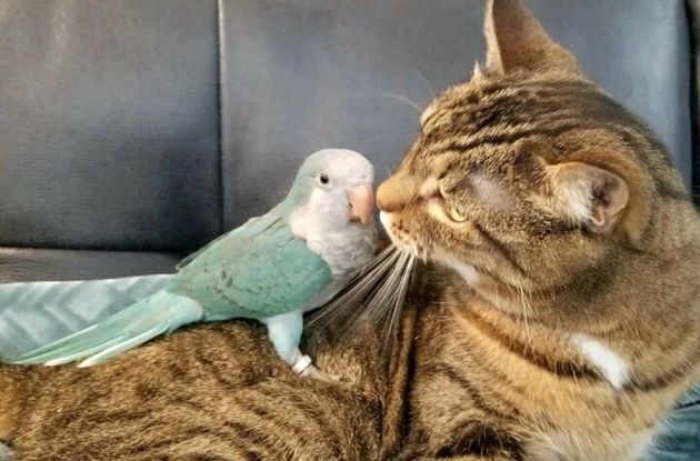 Подборка ТОП 8 прекрасных фотографий, где кошки и попугаи стали забавными друзьями и даже обнимаются
