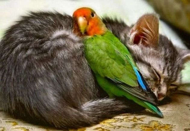 Подборка ТОП 8 прекрасных фотографий, где кошки и попугаи стали забавными друзьями и даже обнимаются