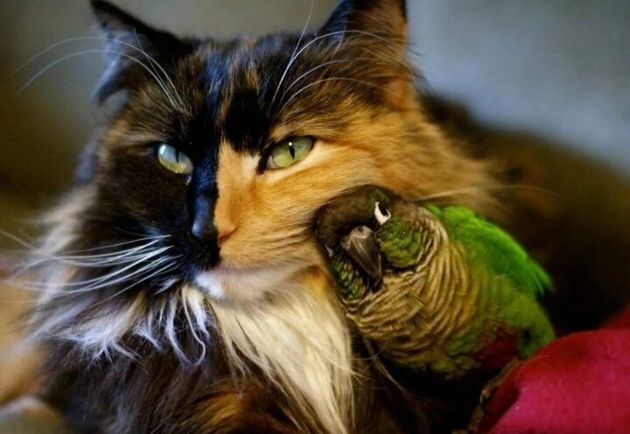 Подборка ТОП 8 прекрасных фотографий, где кошки и попугаи стали забавными друзьями и даже обнимаются