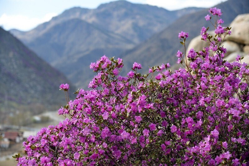 Экскурсионный тур «Здравствуй, Алтай!» 2022 - по средам