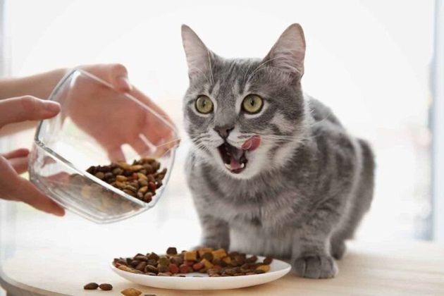 3 причины, почему покупной корм может вызывать у домашних кошек "привыкание"