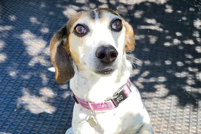 Приключение Бонни