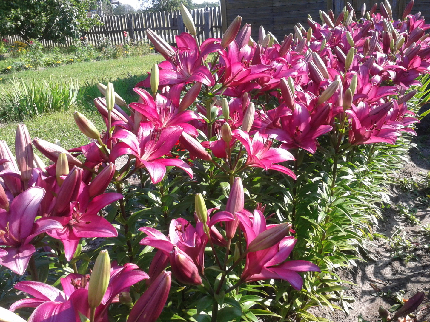 Цветок - корона!