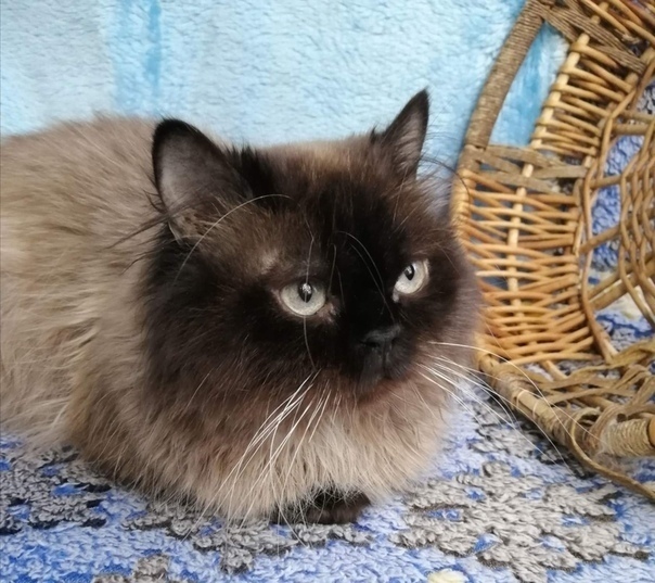 "Ура! Я нашел "свободные уши"!" (дневник кота)