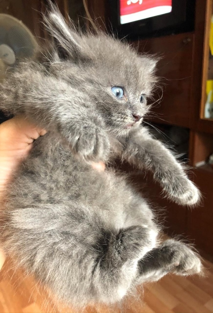 "Маленький хищник") - Или как я придумывал имя котенку)