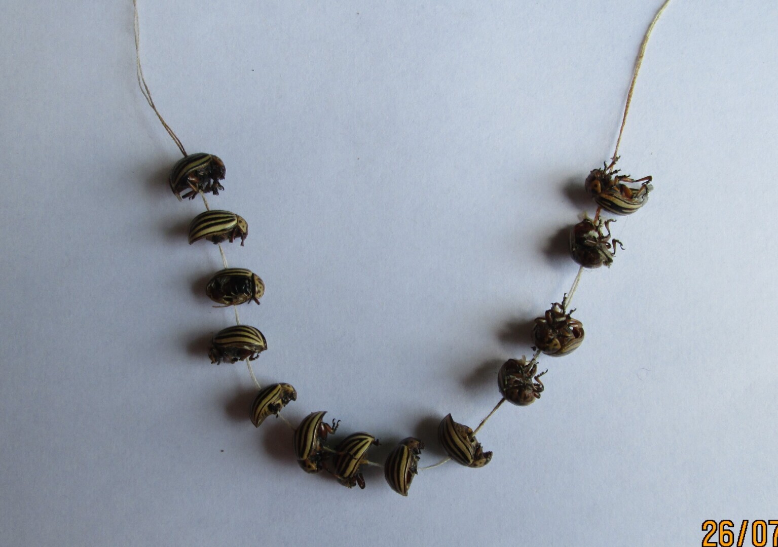 Ожерелье из колорадских жуков Байдену на похороны