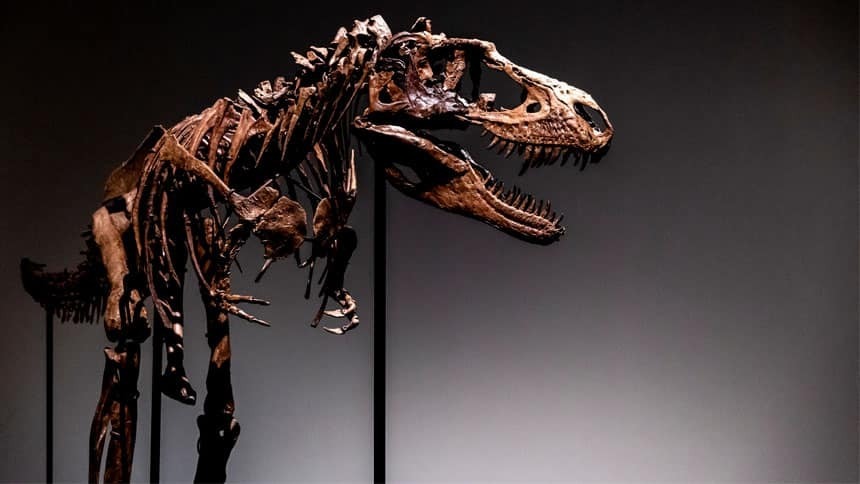 Что вы можете купить за 5 миллионов долларов США: Скелет динозавра